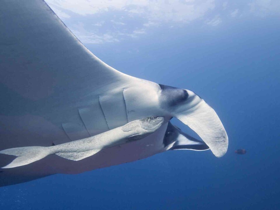 Giant Manta Ray Elias Levy