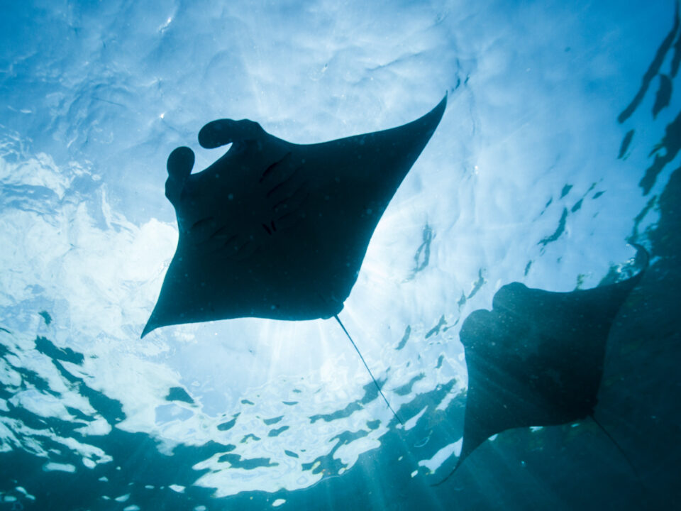 Manta rays seen in the cold up wellings of Nusa Penida, Bali, Indonesia. Enen though manta rays are protected in Indonesia, they are still targeted for their gill plates, to be used in traditional Chinese medicine or TCM. Photo: Paul Hilton for Greenpeace Manta rays are seen in the cold up wellings of Nusa Penida, Bali, Indonesia. Even though manta rays are protected in Indonesia, they are still targeted for their gill plates, to be used in traditional Chinese medicine or TCM. Photo: Paul Hilton for Greenpeace