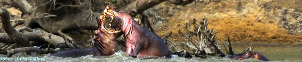 south-luangwa-hrosi-dl
