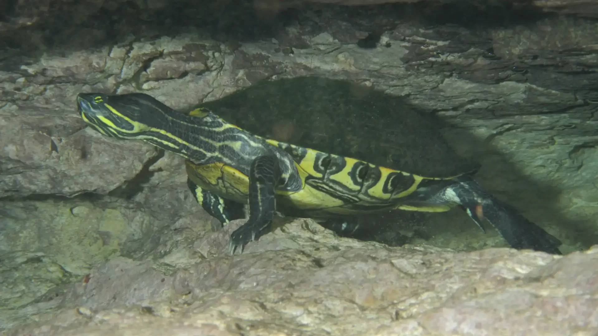 mexiko-cenoty-potapeni-zelva mexiko-cenoty-potapeni-zelva