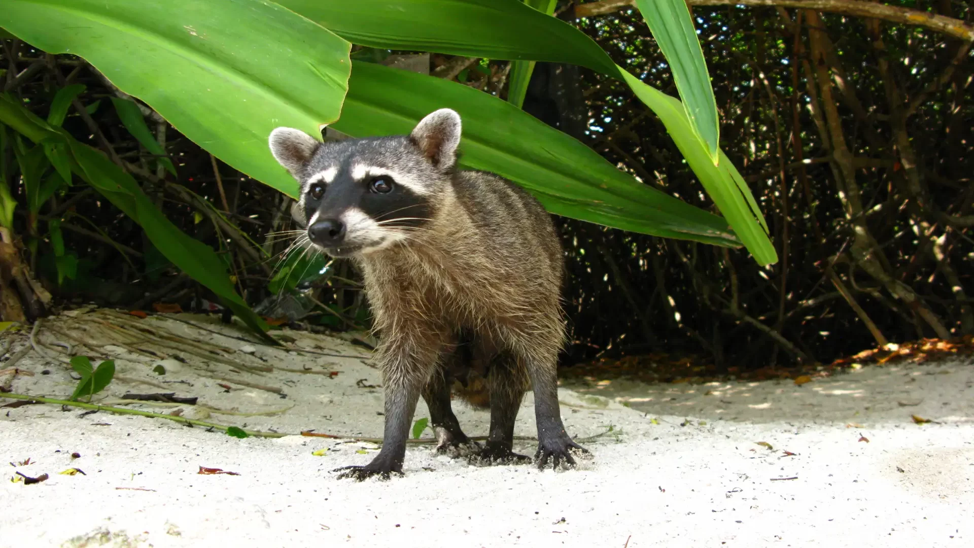 mexiko-lemur-cenoty-priroda mexiko-lemur-cenoty-priroda