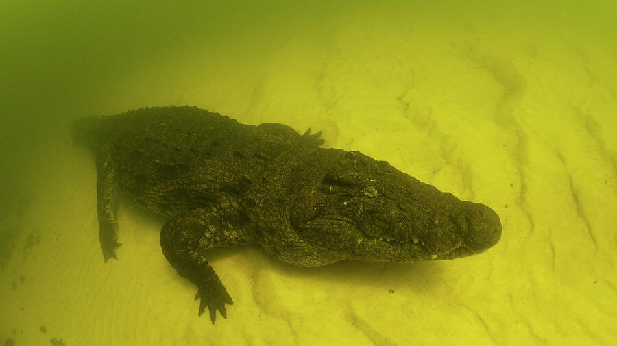 nile-crocodile-on-the-river-bed-okavango-delta-botswana-michel-roggo--natureplcom
