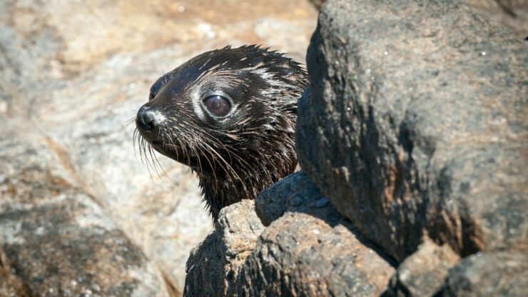 78dd5cf8492f43fabbff6fa9c1aac404New Zealand fur seal pup_lg