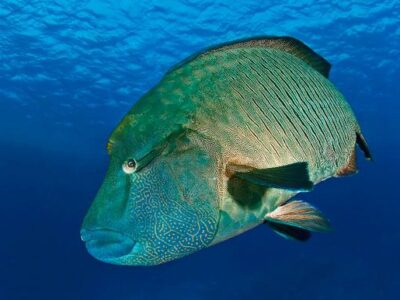 c02fd5df86-brothers-matthias-schmidt-napoleon-wrasse