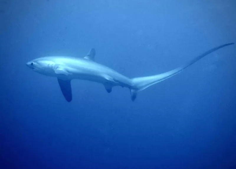 Filipíny – Malapascua