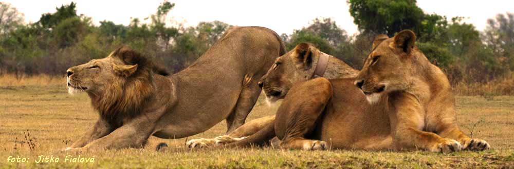 south-luangwa-lvi-1-dl