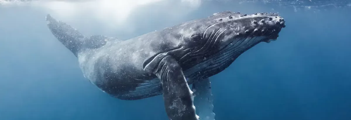 grant-thomas-humpback-04 grant-thomas-humpback-04