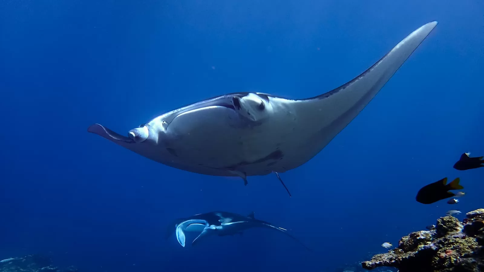 Manta ray – Ishigaki