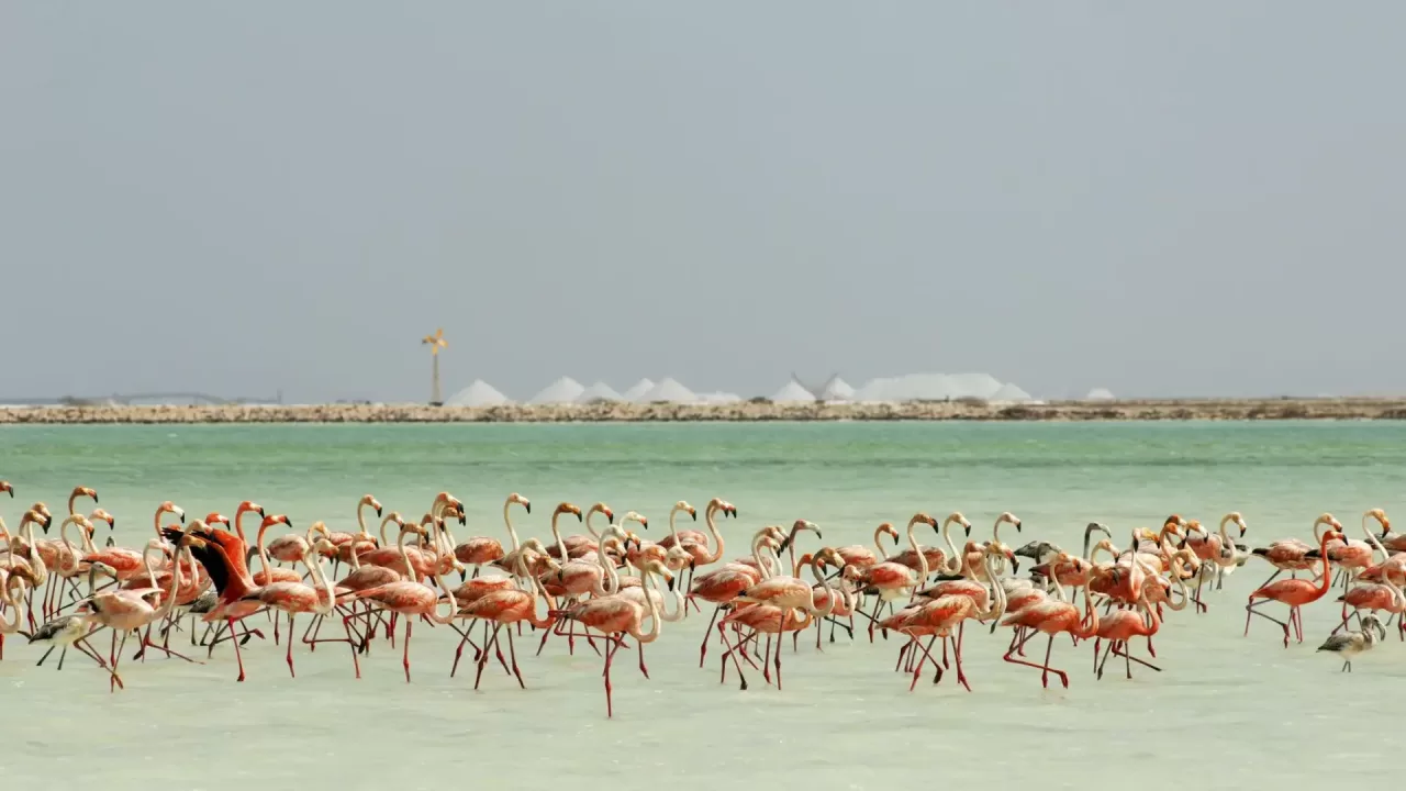 bonaire10