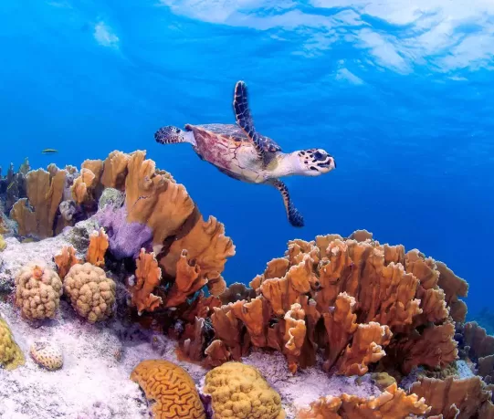 bonaire18