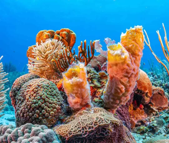 bonaire19