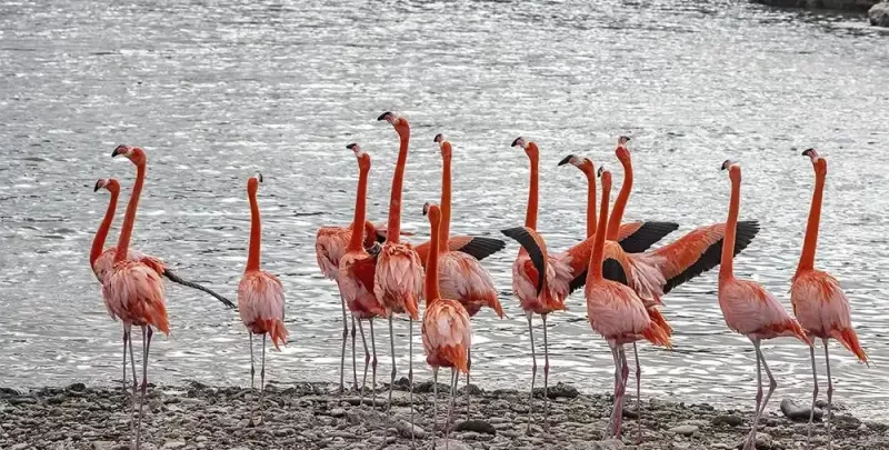 bonaire2