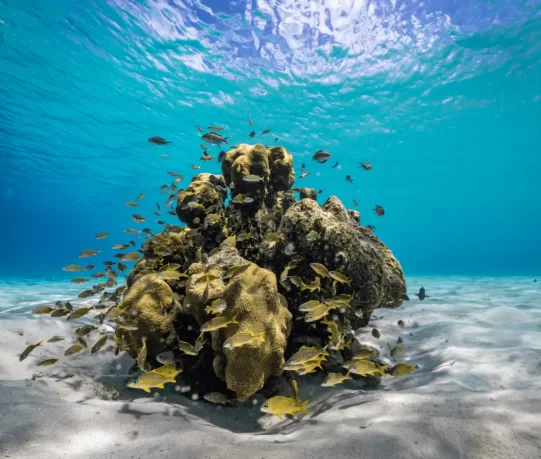 bonaire21