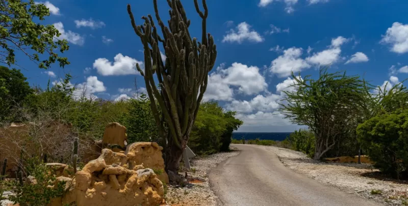 bonaire7